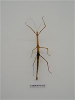 藏品(竹節蟲(1))的圖片
